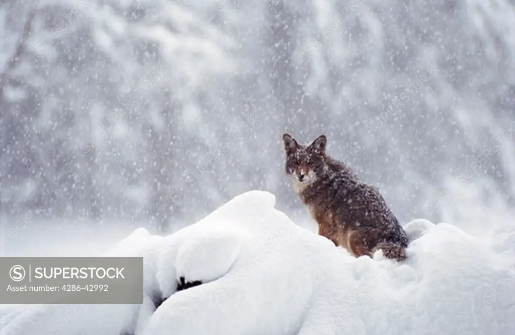 Portrait of a snow covered Coyote (Canis latrans) sitting in a snowstorm, Yosemite National Park, California.