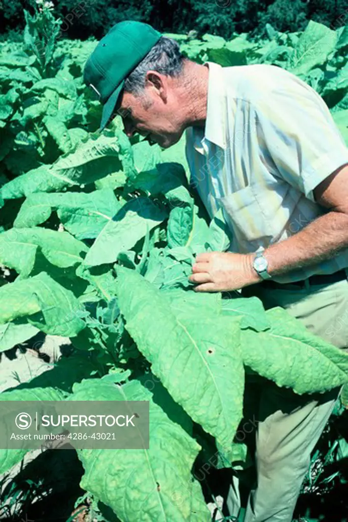 Tobacco farmer who is closely inspecting large tobacco leaves in North Carolina.