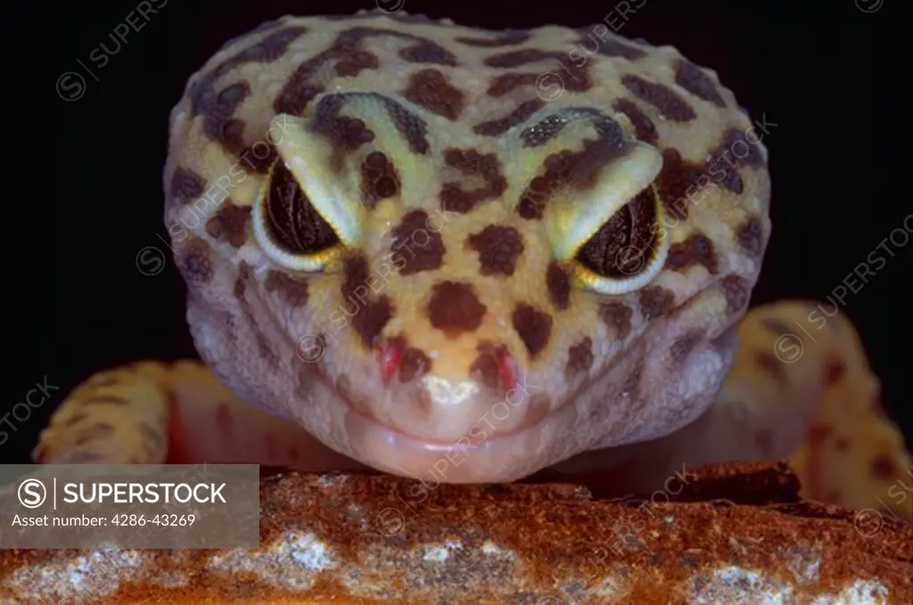 Close-up portrait of a Leopard Gecko (Eublepharis macumilaris).