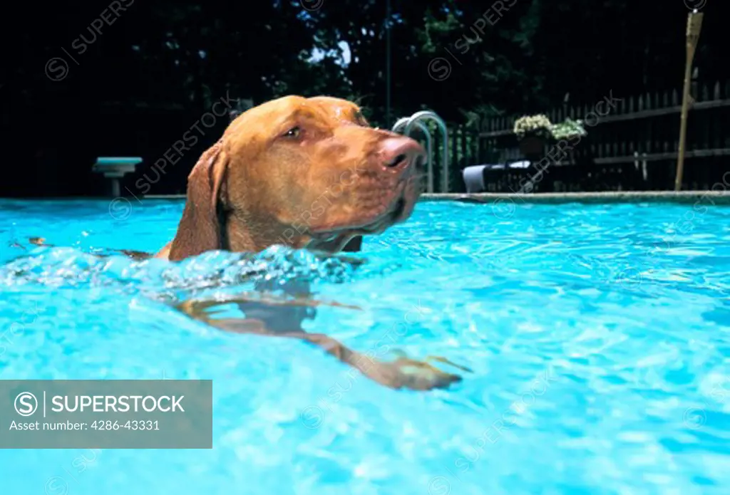 Dog swimming in swimming pool.