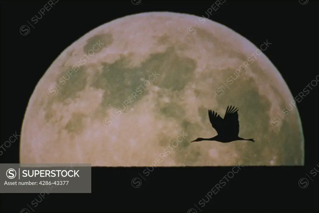 Sandhill Crane, silhouette against big moon