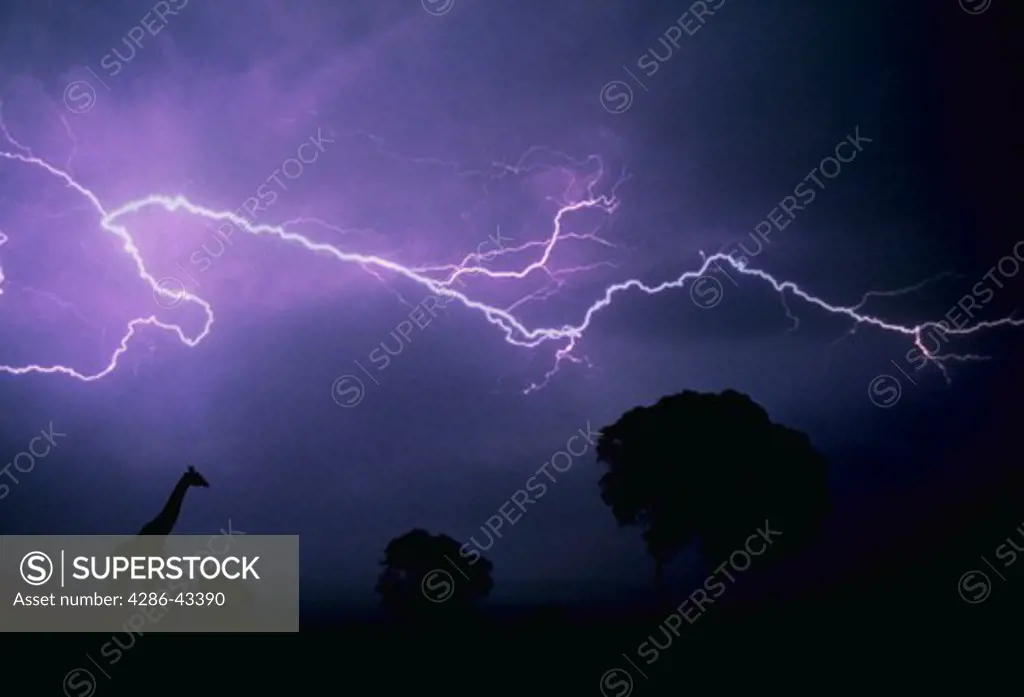 Giraffe in lightning