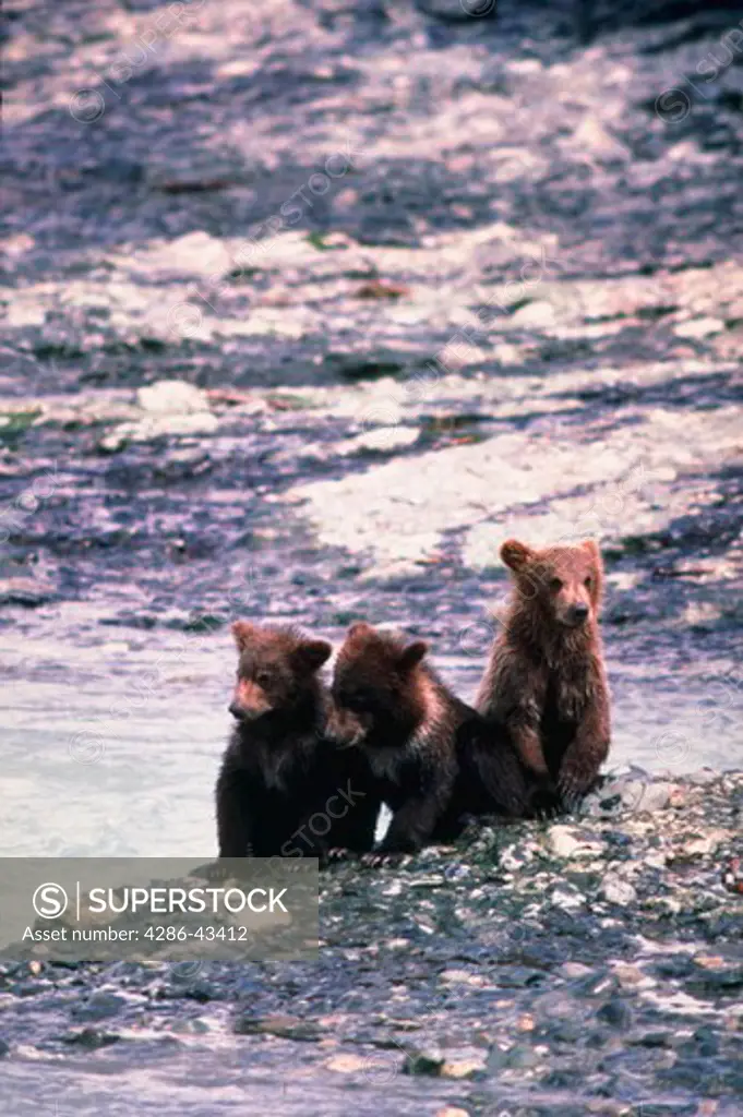 Three brown bear cubs sitting together beside river.  Ursus Arctos.