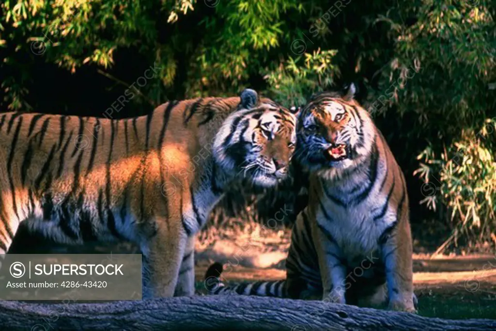 Two tigers rubbing their faces together. Panthera Tigris.