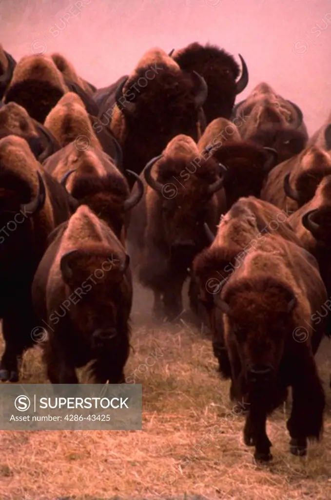 Herd of bison stampeding at the National Bison Range in Moiese, Montana.