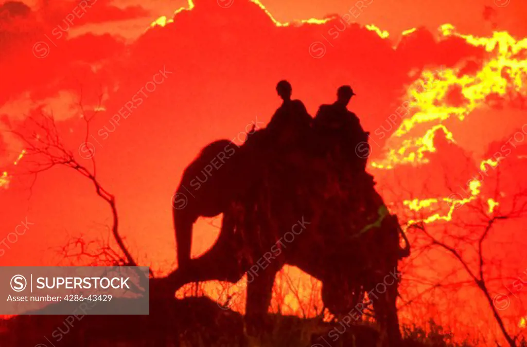 Silhouette of two men riding an elephant during a tiger safari at sunset in Bandhavgarh National Park, India.