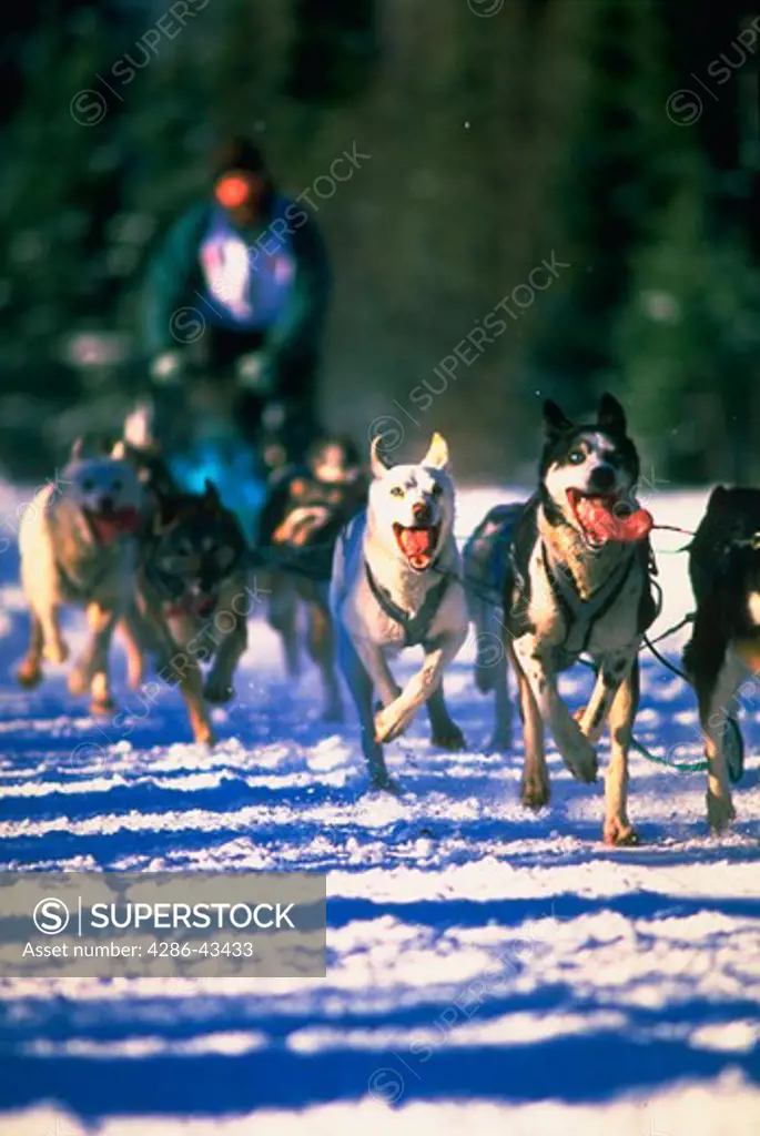 Team of sled dogs pulling rider during a sled dog race, Anchorage, Alaska.