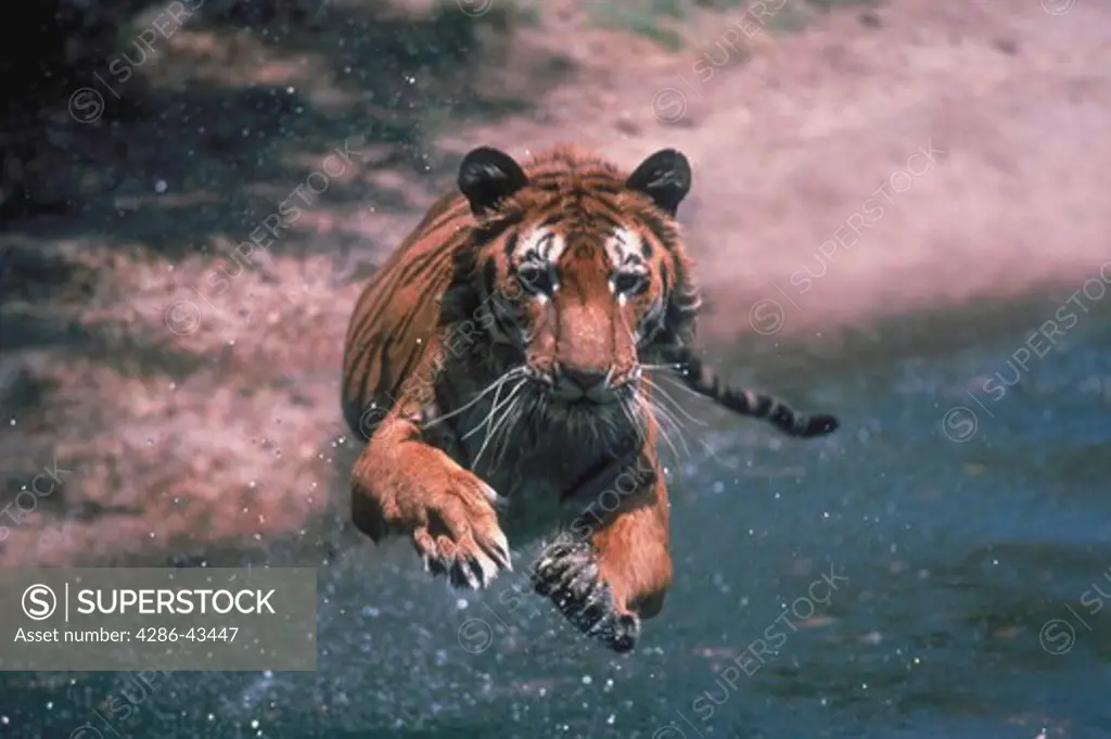 A Tiger (Panthera tigris) splashes water as it leaps into a pond.