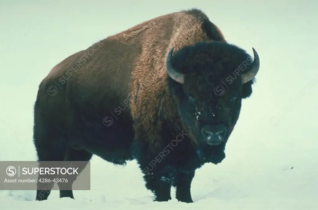Portrait of a Bison standing in the winter snow of Lamar Valley in Yellowstone National Park, Wyoming.