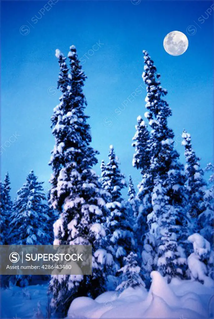 Spruce Forest in winter,Alaska