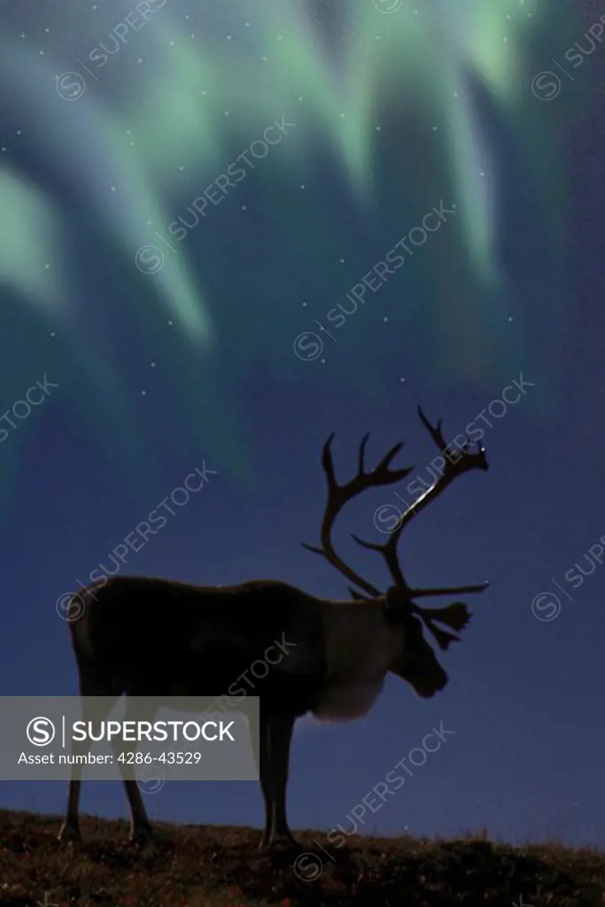 Caribou & Northern Lights, Denali NP, Alaska