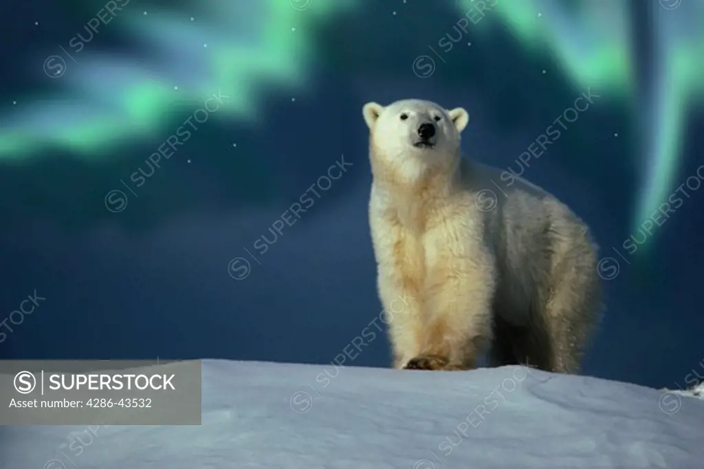 Polar Bear & Northern Lights, Hudson Bay, Manitoba, Canada