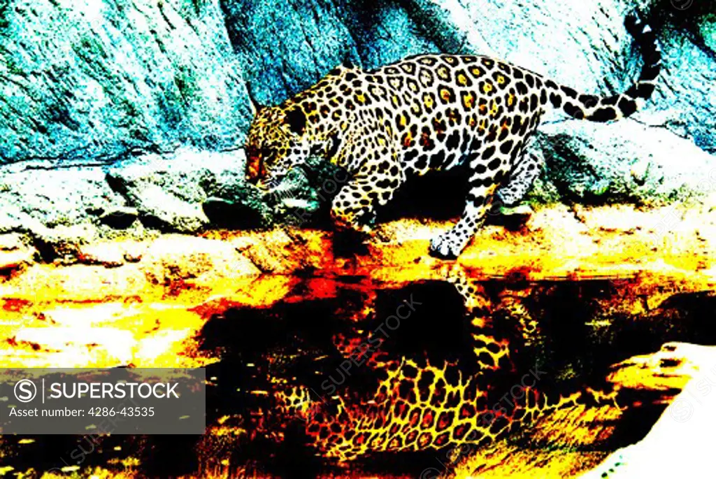 Jaguar(Panthera onca)