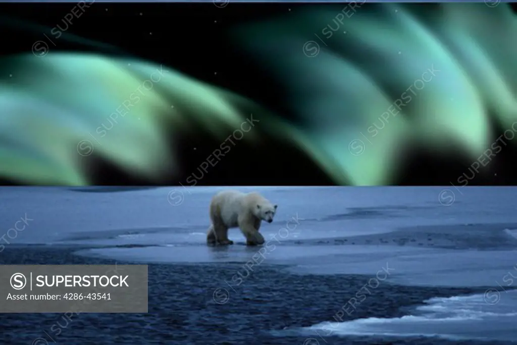 Polar Bear & Northern Lights