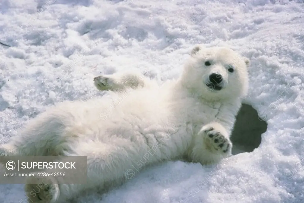 Polar bear cub lying on back in the snow.