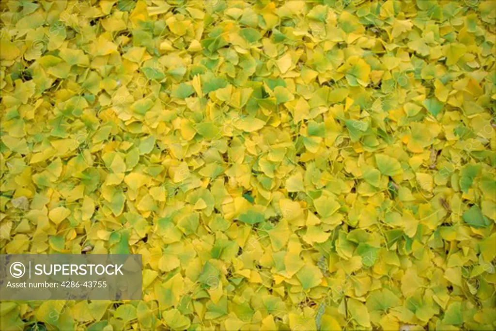 Yellow ginko leaves cover the ground in fall.