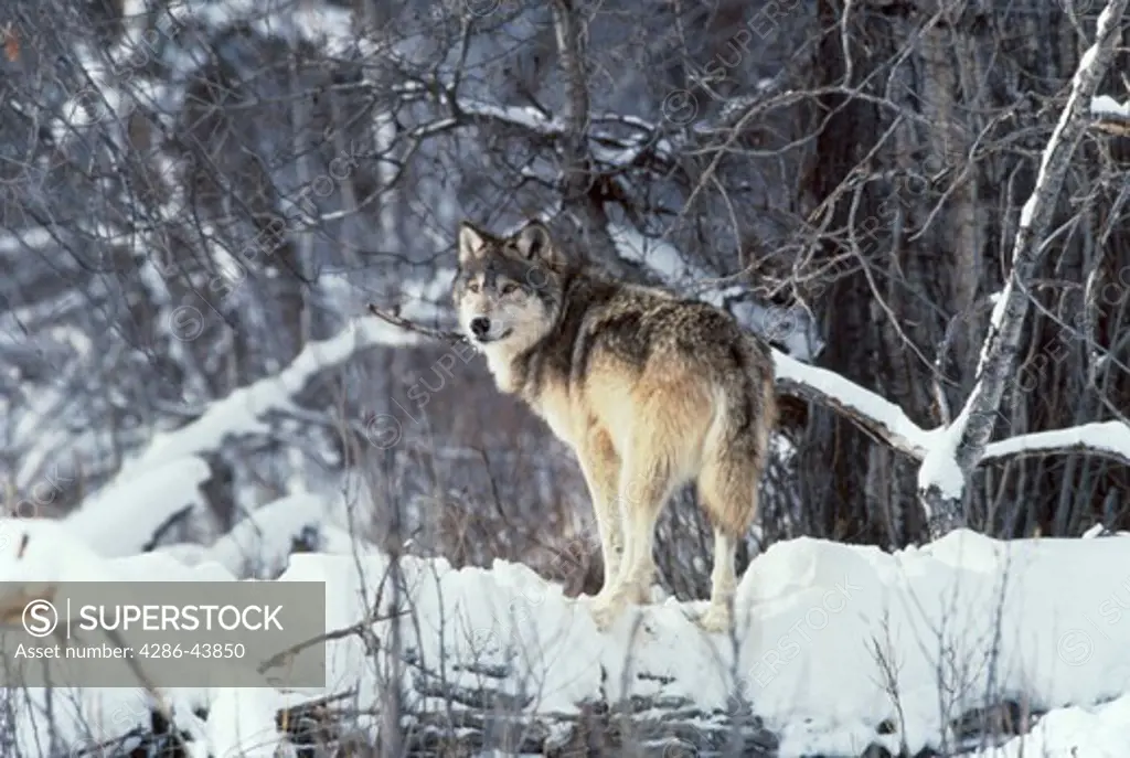 Wolf in the winter, Montana.