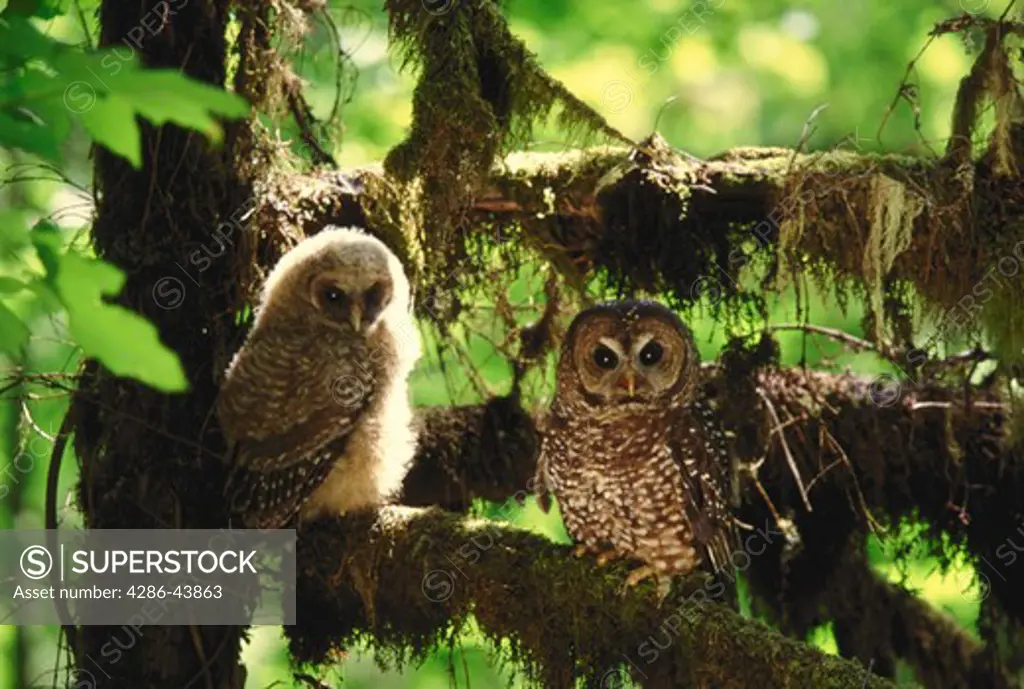 Spotted owl and young sitting in tree.