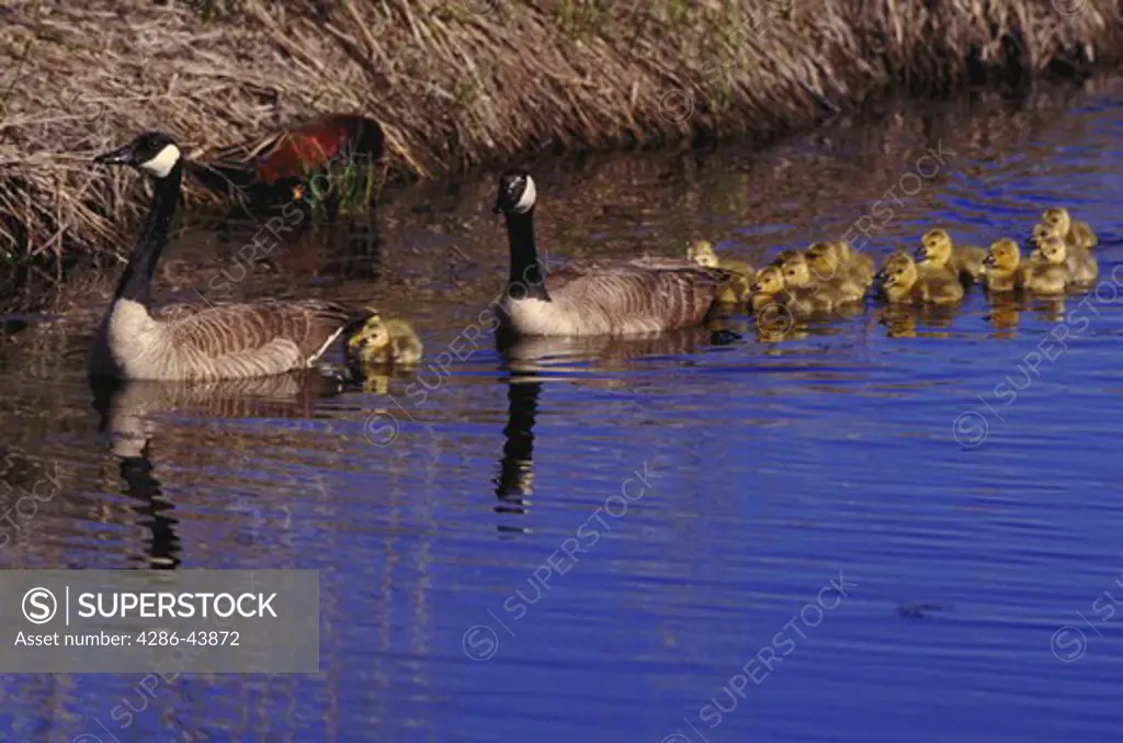 Family of Canada geese and goslings swimming together in the water.
