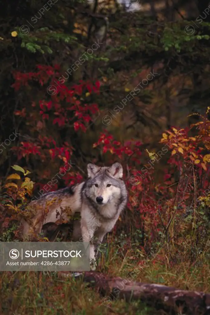Wolf in fall foliage.