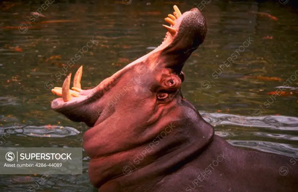 SINGING HIPPO WITH MOUTH OPEN 180 DEGREES