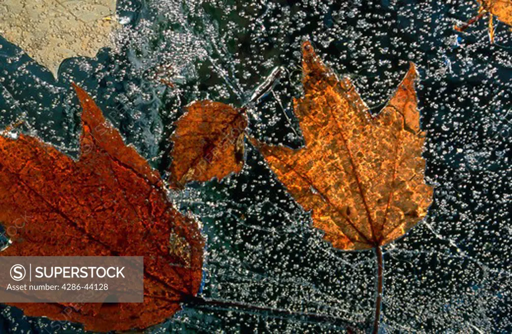 Colorful fall leaves frozen in ice with air bubbles.