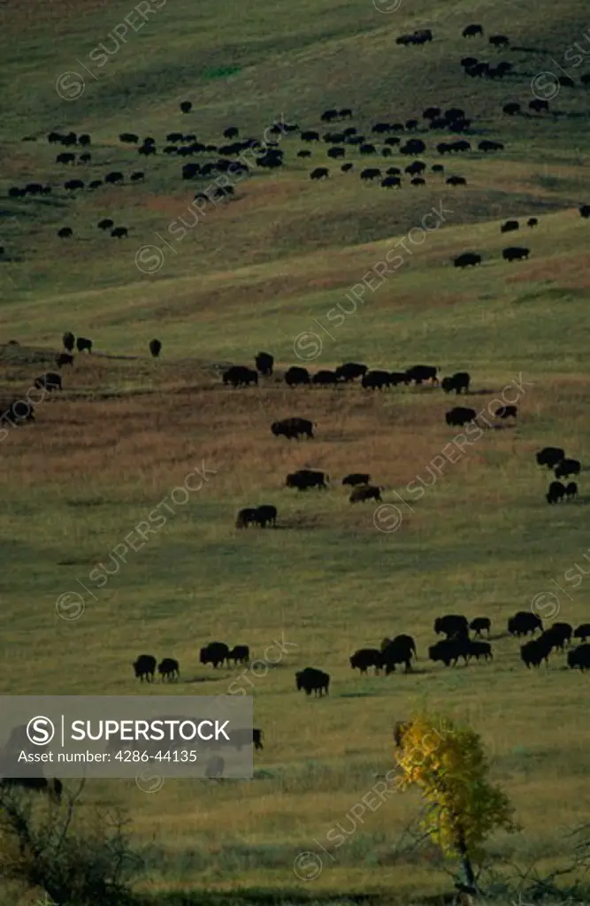 Buffalo herd crosses plains of Custer State Park, South Dakota.