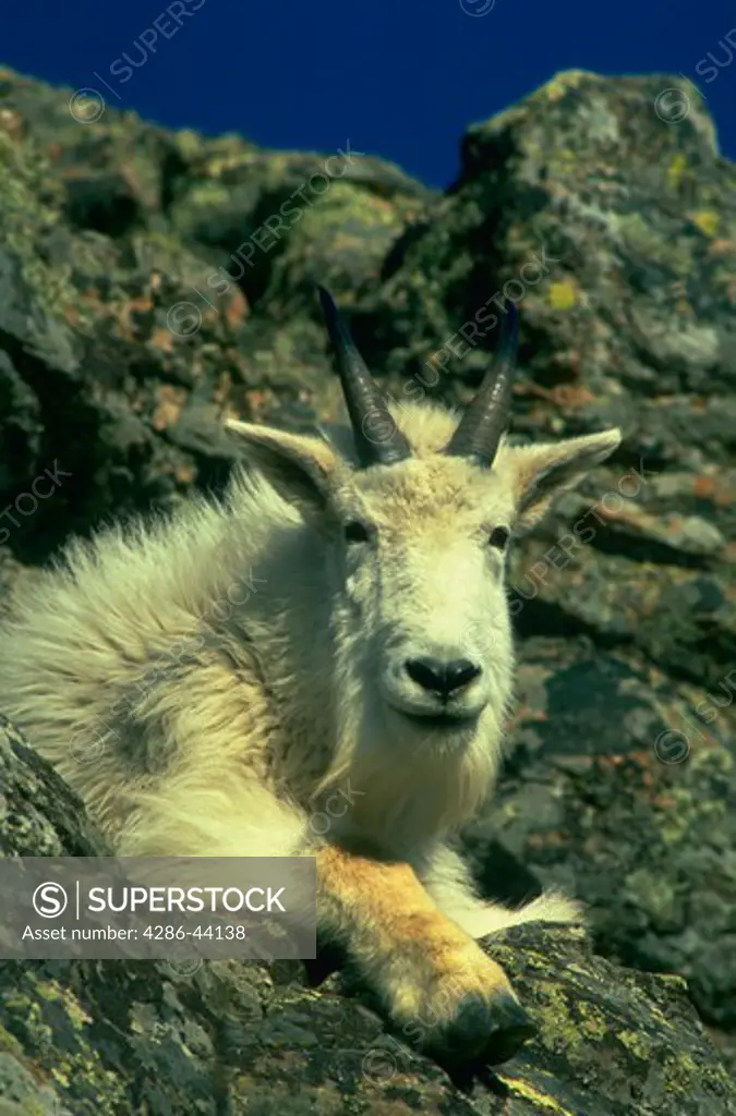 Mountain goat, South Dakota.