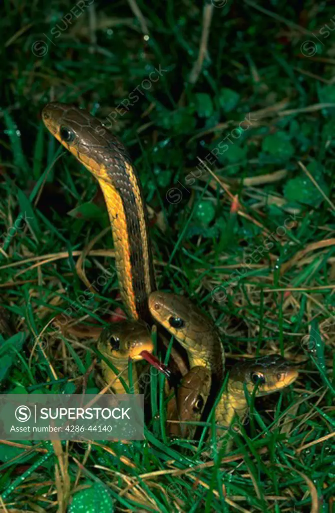 Ribbon snakes (also called garter snakes by some) emerge from hibernation in early spring.