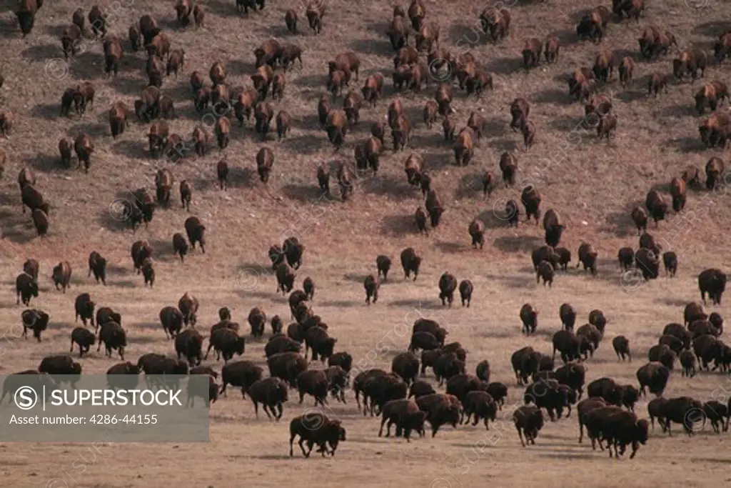 Buffalo stampede.