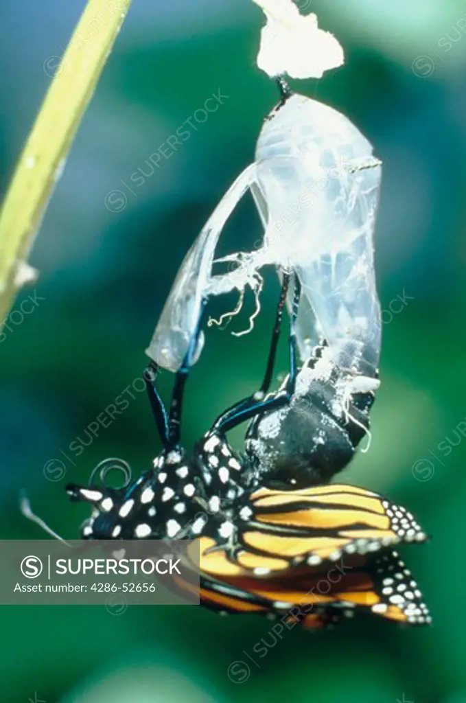 A just hatched Monarch Butterfly (Danaus plexippus) emerges from its cocoon.