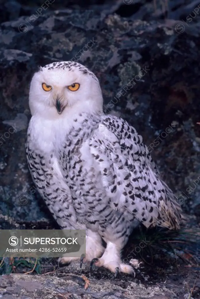 A Snowy Owl (Nyceta scandica) appears to be scowling as he stands on a rocky ledge.