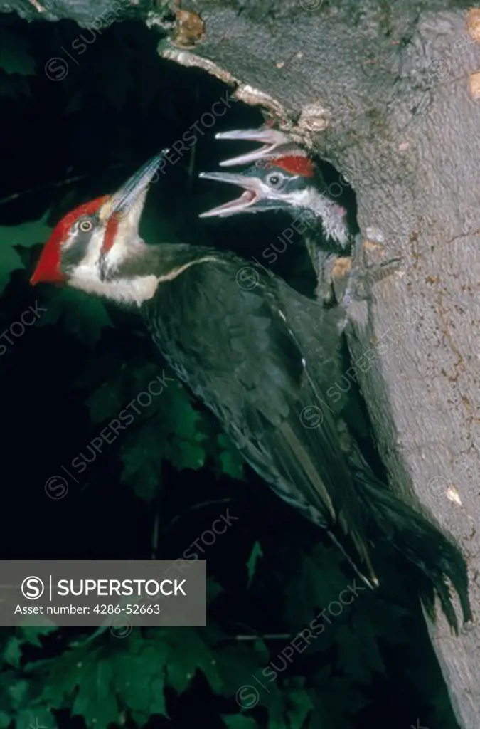 A Pileated Woodpecker (Pryocopus pileatus) at its nest. Two hungry young chicks stretch upwards for food.