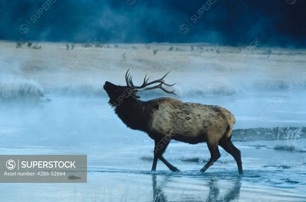 An elk bellows as it crosses a shallow river on a cold October Dawn.