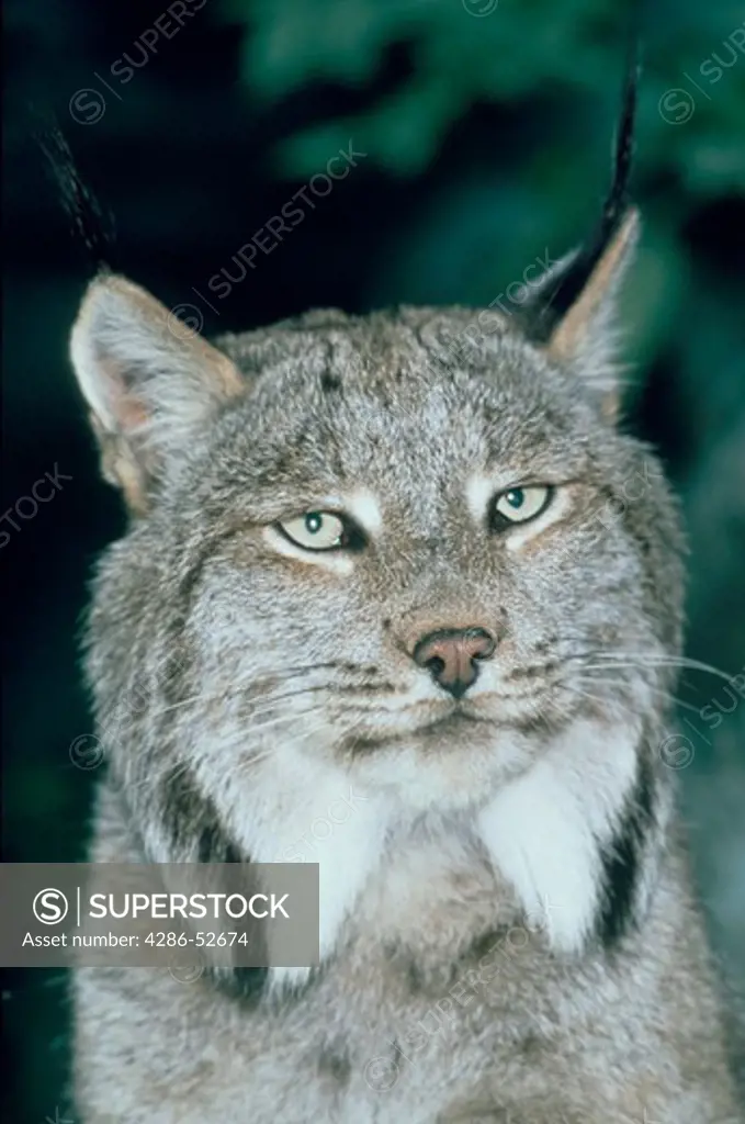 Portrait of a Canadian Lynx (Felis lynx).