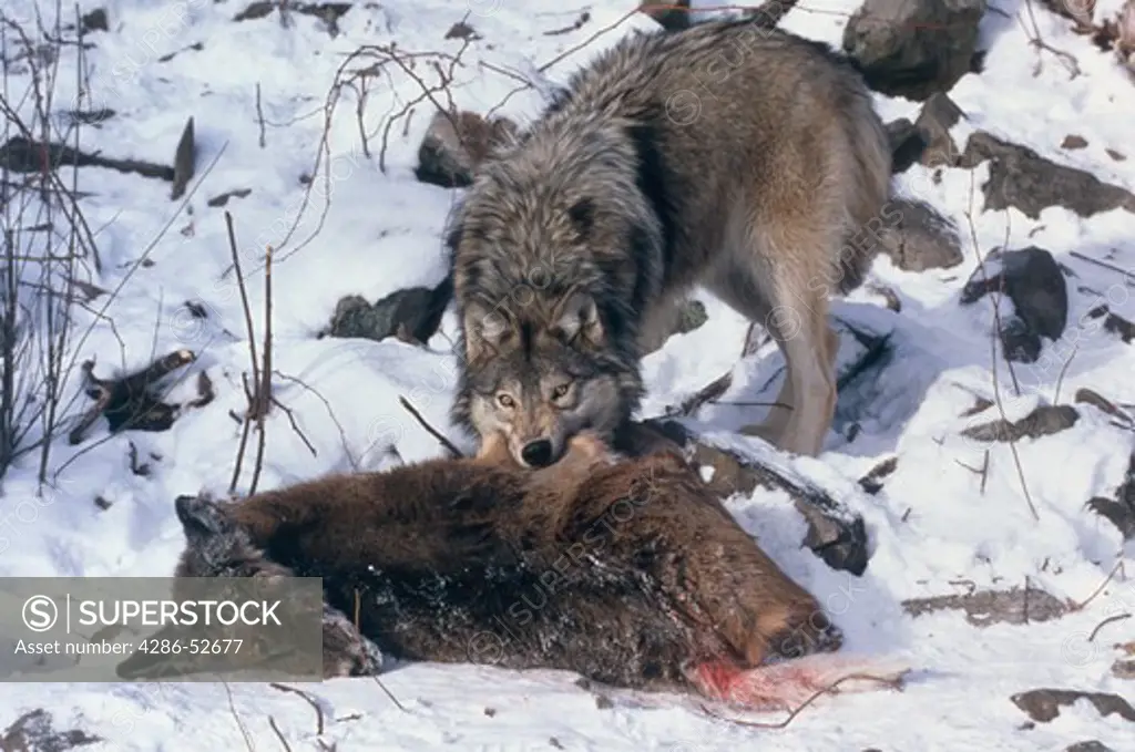 Timber wolf (Canis lupus) takes a bite out of a deers carcass lying in the snow.