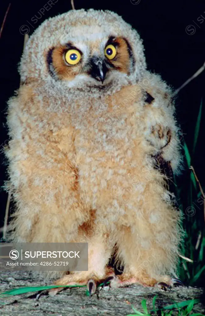 Baby Great Horned Owl, Bubo virginianus