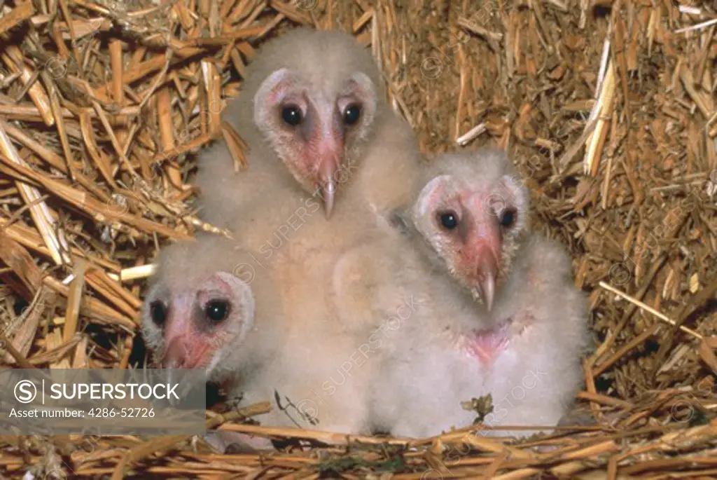 Young Barn Owls (Tyto alba) in nest hole