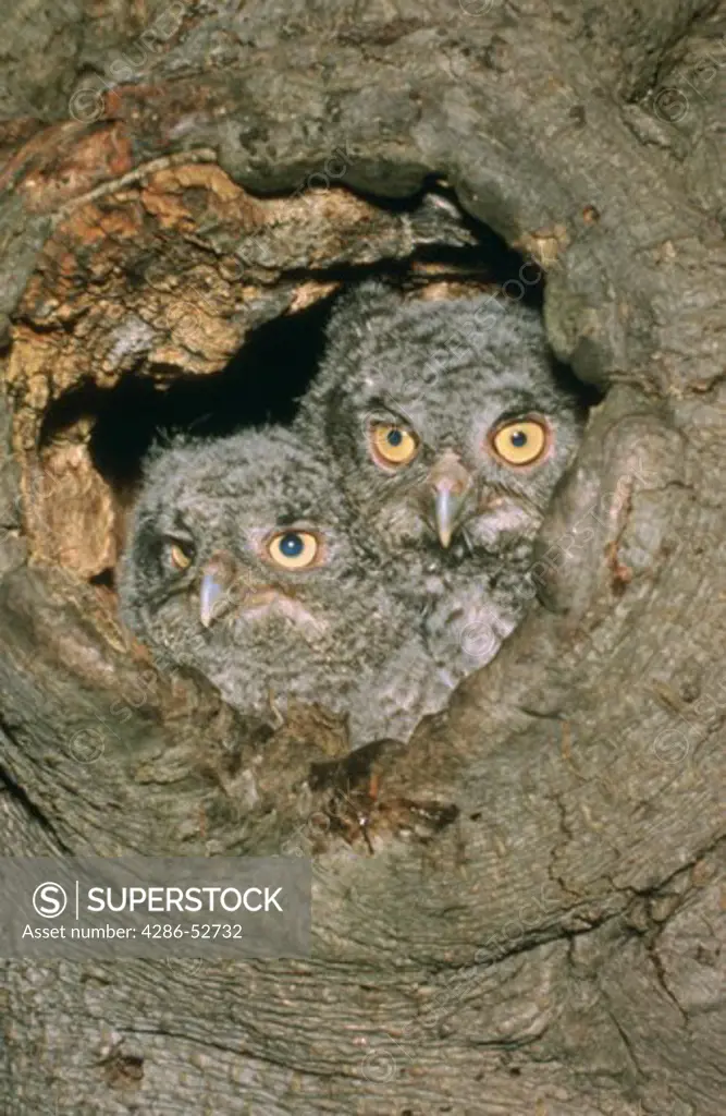 Young Eastern Screech Owls (Megascops asio) in nest hole