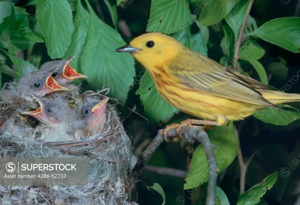 Male Yellow Warbler (Dendroica petechia) at nest