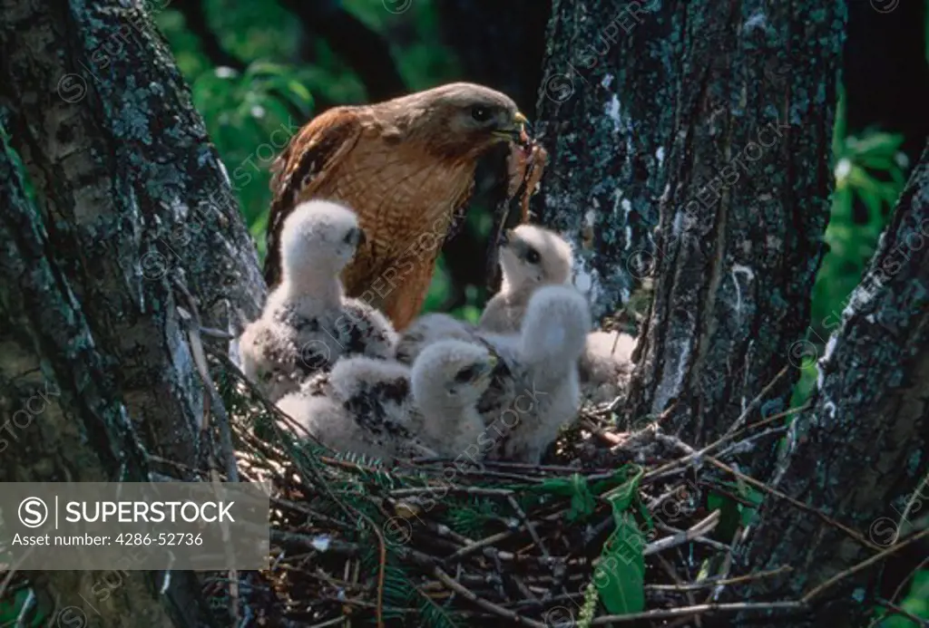 Red-shouldered Hawk (Buteo lineatus) with young