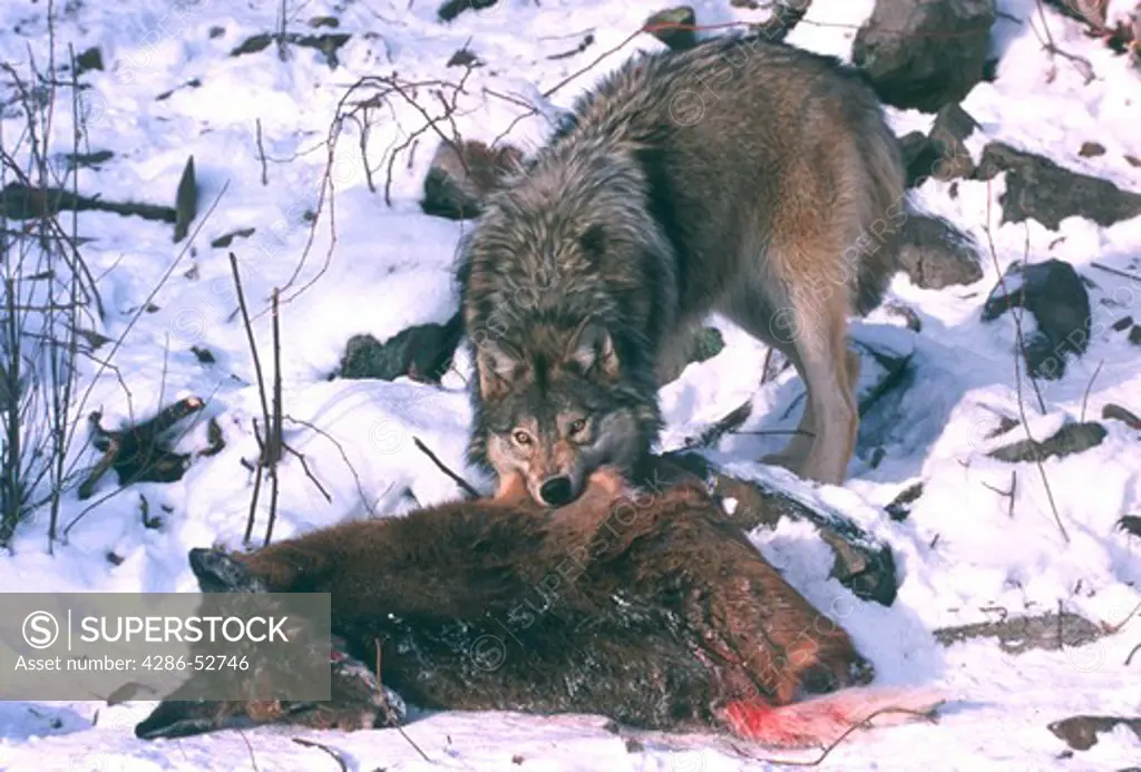 Timber Wolf (Canis lupus) with prey