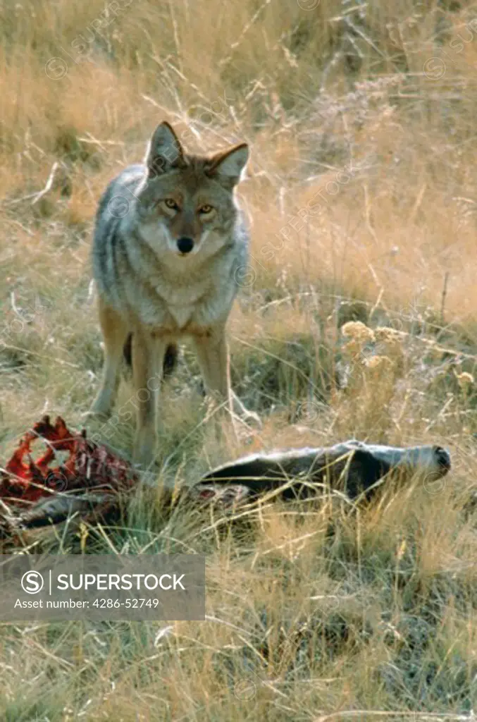 Coyote (Canis latrans) with mule deer prey