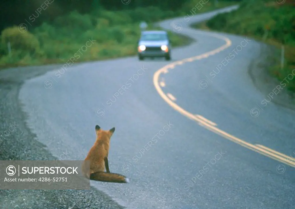Red Fox (Vulpes vulpes) on roadway 
