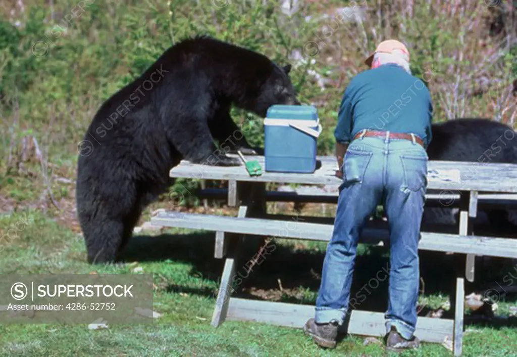 American black bears (Ursus americanus) raid a picnic