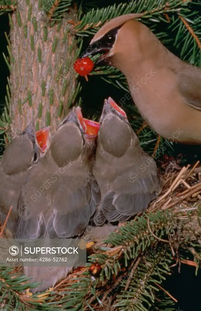 Cedar Waxwing (Bombycilla cedrorum) at nest