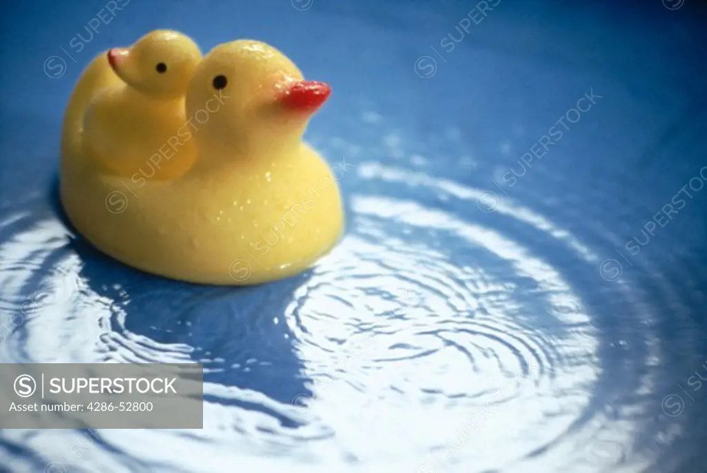 Rubber duckies in water