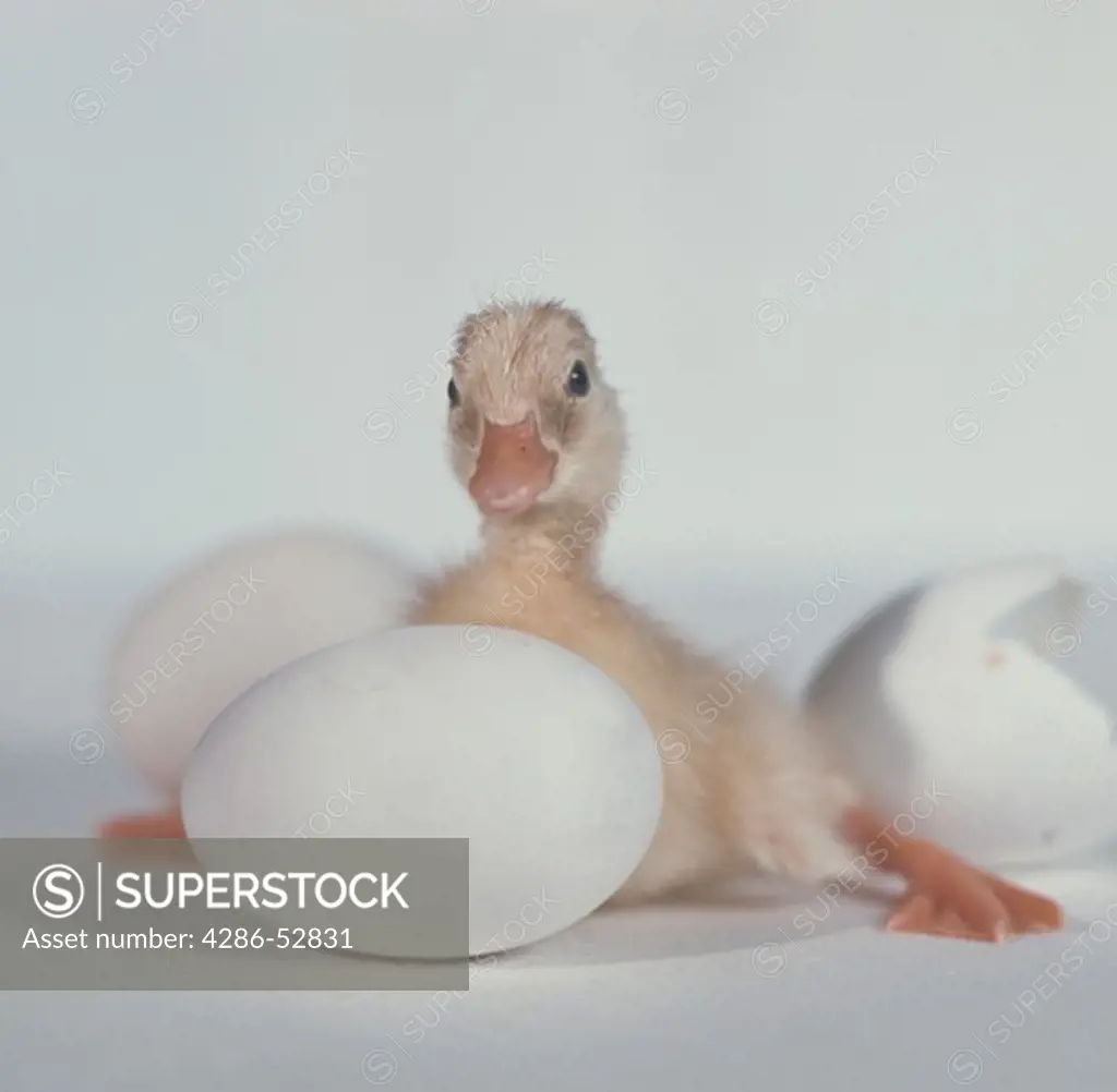 A duck hatchling sitting next to unhatched eggs and its own hatched egg.