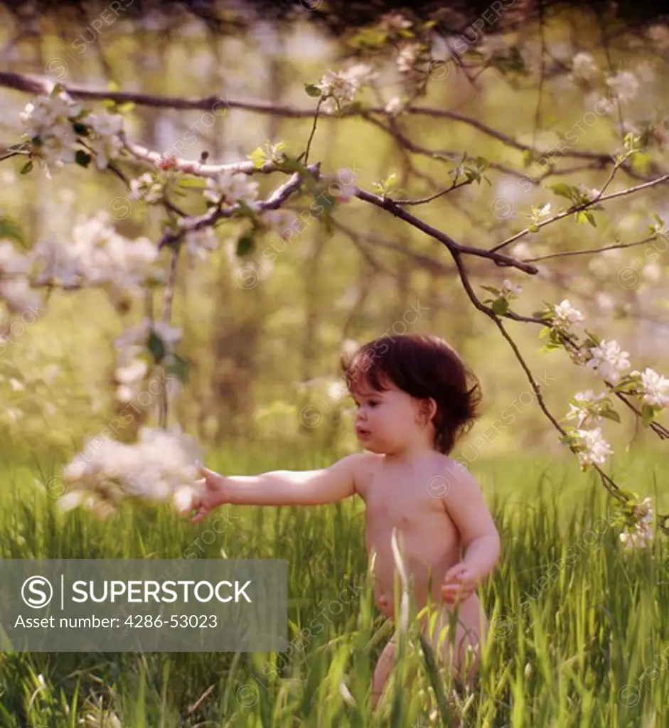 Brown-haired, naked toddler walking outside picking flowers off a blossoming tree. 