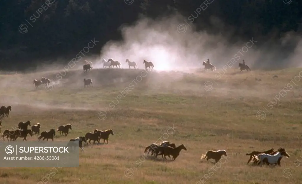 Two cowboys on horses driving a herd of wild horses across the plain.
